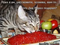 Новорічна котоматриця Щоденник групи - Кішки - це кішки Групи - жіноча соціальна мережа кішки