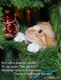 Новорічна котоматриця Щоденник групи - Кішки - це кішки Групи - жіноча соціальна мережа щоденник