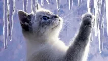 котів