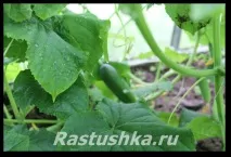 Огірки у теплиці теплиці