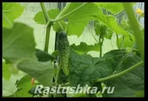 Огірки у теплиці насіння