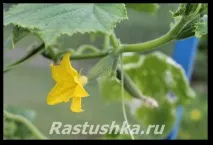 Огірки у теплиці насіння