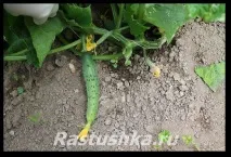 Огірки у теплиці огірків