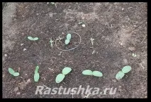 Огірки у теплиці огірків