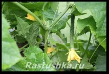 Огірки у теплиці насіння