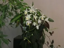 Орхідей целогіну та плейоні в домашніх умовах фото та догляд за орхідеями целогіну