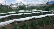 пролісок