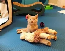 кошеня