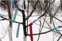 Скелетоутворювачі для плодових культур - Сади Сибіру плодових
