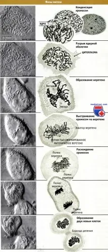 перспективи
