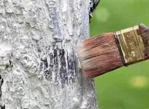 Підготовка дерев до зими плодовий сад дерев