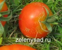 дозрівання