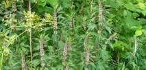 Корисні властивості собачої кропиви корисні