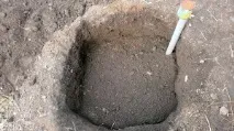 Посадка винограду влітку влітку