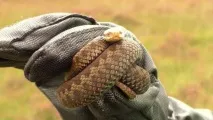 Наслідки укусу гадюки для людини наслідки