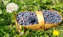 Корисні властивості та протипоказання ягоди жимолості корисні