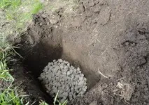 Посадка винограду влітку посадка