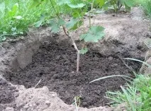 Посадка винограду влітку винограду