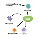 вісті