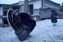 Пташині історії якісь дикі птахи живуть у случчан - Слуцьк • Газета «Інфа-Кур’єр» дикі