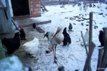 Пташині історії якісь дикі птахи живуть у случчан - Слуцьк • Газета «Інфа-Кур’єр» якісь