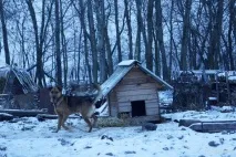 Пташині історії якісь дикі птахи живуть у случчан - Слуцьк • Газета «Інфа-Кур’єр» живуть