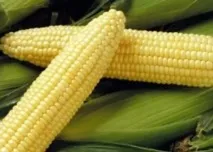 Ранні сорти кукурудзи ранні