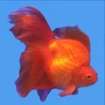 Зростай, рибка золота…, Aqua-leader aqua-leader
