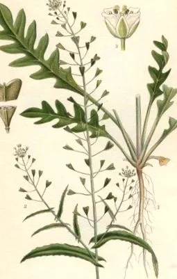 planta durerilor menstruale