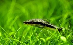 nigro otocinclus
