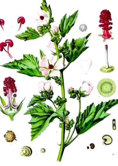 officinalis Althaea officinalis