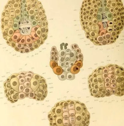 паразити ascaris