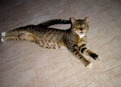 котів жіночих