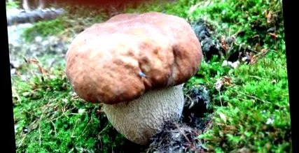 chanterelle sucuri
