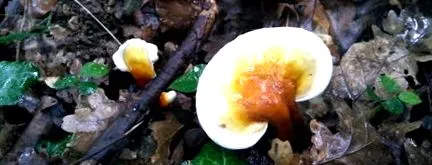 лікарський лікарський