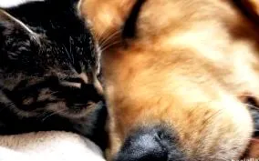 ключови вашето куче