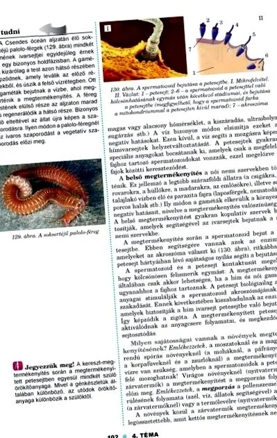 представител кръстоски