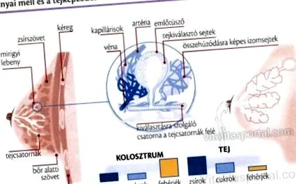 молока молока
