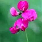 вени отзиви