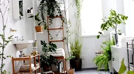 sunt plante