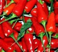 chiliul fără