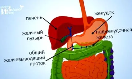 паразитів паразитів