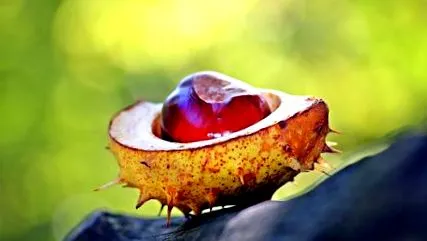 castanelor efecte