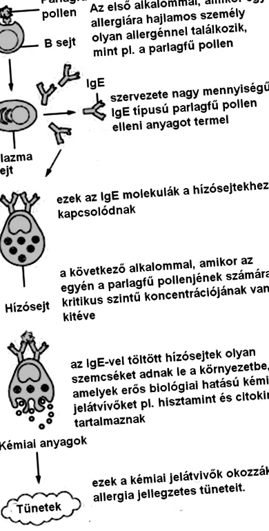 viermi simptomele