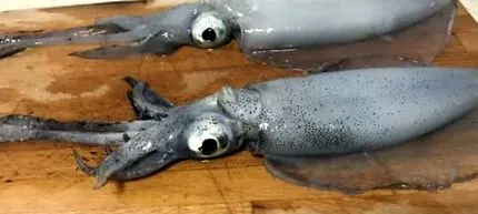 головоногих молюсків здобний
