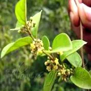 изгаряне ampalaya