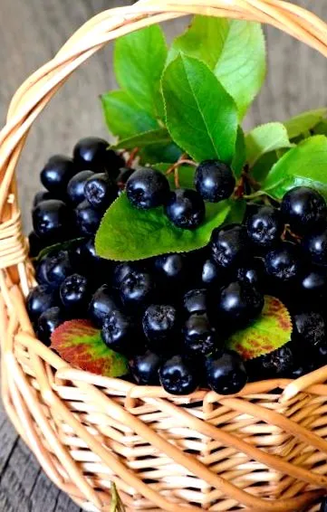 глистів людини глистів людини