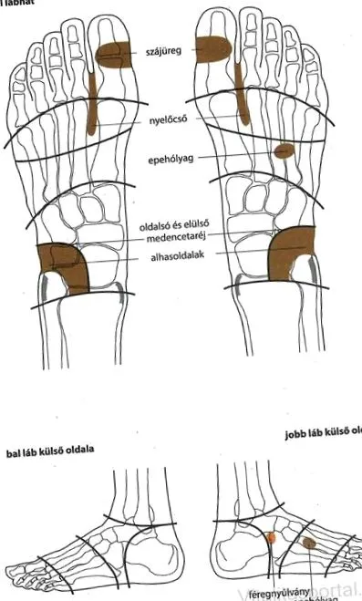 reflexologie zone