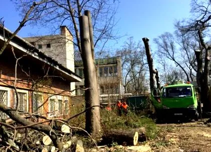 вътрешността дърветата