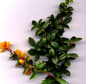 лексикон лексикон